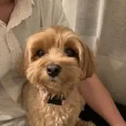 チャチャの画像