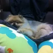 デブジェリの画像