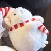 ねこの画像