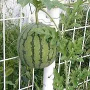 REの画像