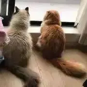 maoの画像
