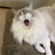 Naokiの画像