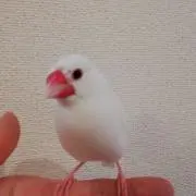 mizuの画像