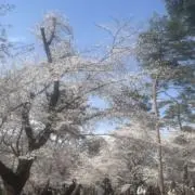 ももすの画像
