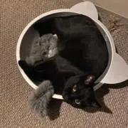ハルの画像