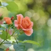 おか24時間以内に発送の画像