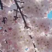 ぴよこの画像