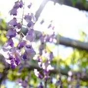 なかはる