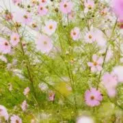 おとの画像