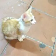 糸