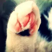 ぽんた