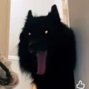 くろいいぬの画像