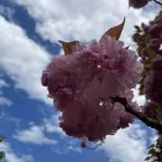 はなの画像