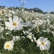 ziaの画像