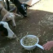 ホタママ
