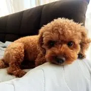 おうき