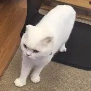 ぽちの画像