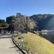 はなの画像