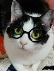 ねこの画像