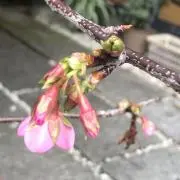 mamayo