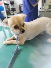 てんてんの画像