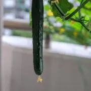 あつろうの画像