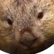 まおり