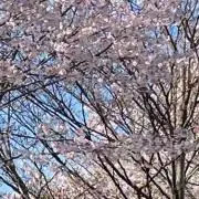 ごーちゃんの画像