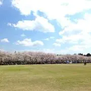 Aimalの画像