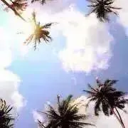 MO1109の画像