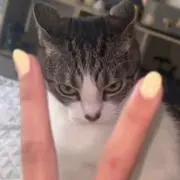 トゥースガム