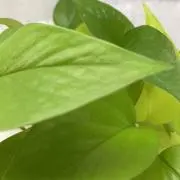グリーンの画像