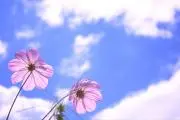 Image of はなはな♡コメントなしOK★即購入OK★