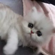 Yonyonの画像