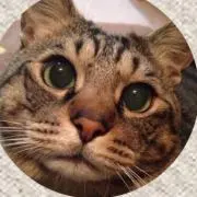 じゅびあの画像