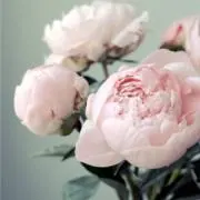 Kanariaの画像