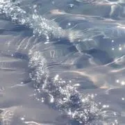 蘭の画像