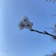ほし