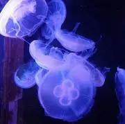 ボステリアの画像