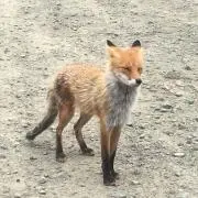 さばく