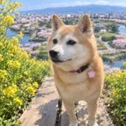 豆しば太郎の画像