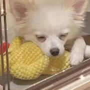 おくらの画像