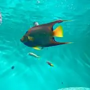 こんこんの画像