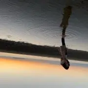 のんの画像