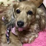 ちゃき