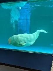 あーみんの画像