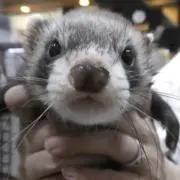 ちびよーこ⭐️おまとめ‪は12m以上からの画像