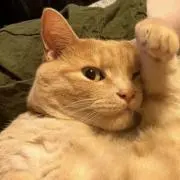 ハチアレルギーの画像