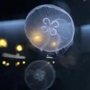 アサリの画像