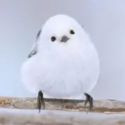 たむけん